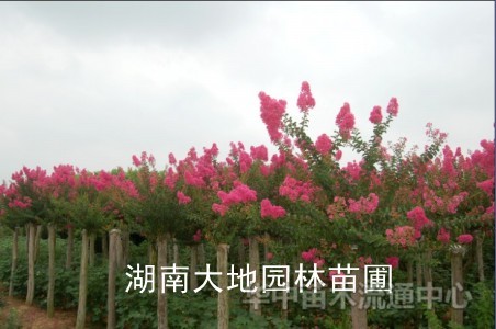 紫薇（百日红），香樟，桂花，广玉兰