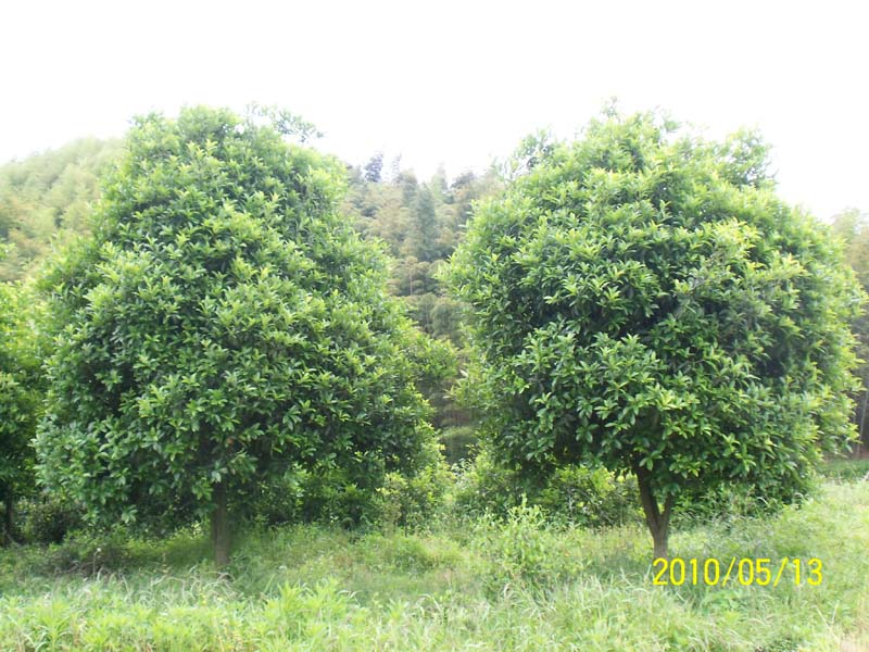 浙江桂花最新報價/桂花圖片