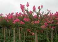 紅花紫薇
