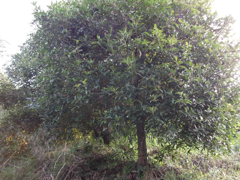 野生桂花樹(shù)