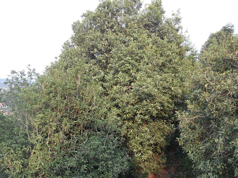 野生桂花樹(shù)
