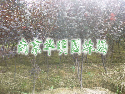 红叶李