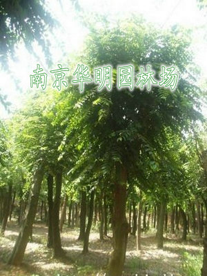 榔榆