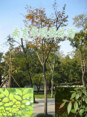 精品榉树、榉树小苗