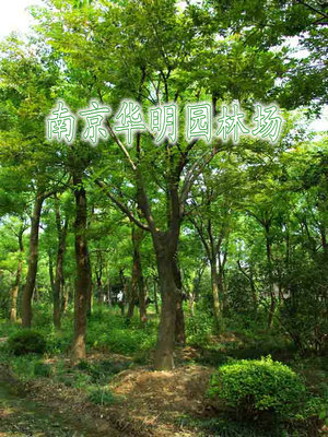 精品榉树、榉树小苗
