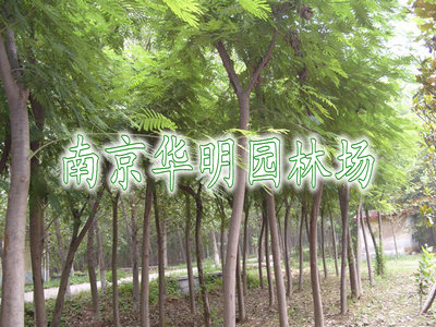 合欢