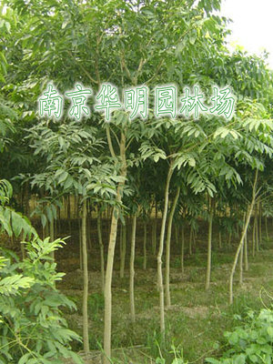 无患子