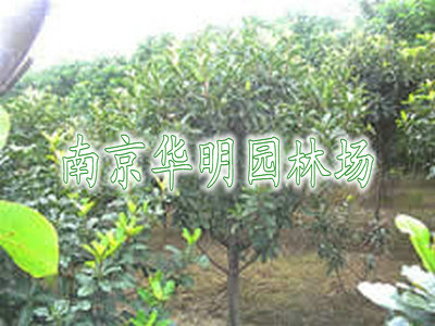 石楠球