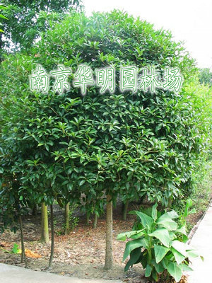 桂花
