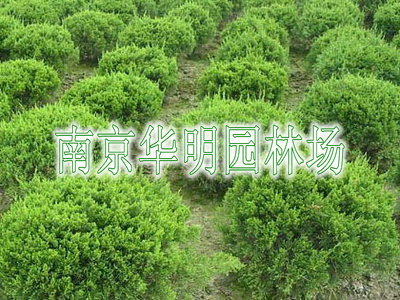 龙柏球