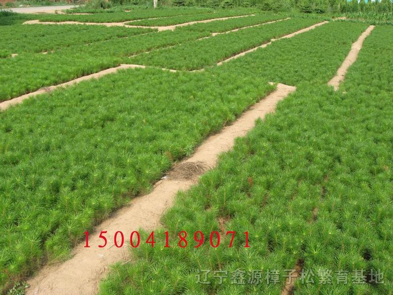 樟子松繁育基地 樟子松樹(shù)苗三年生，高度25CM至50CM