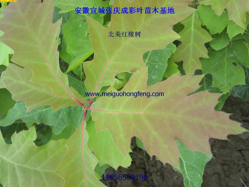 美國紅橡樹--一個優(yōu)秀樹種值得考察