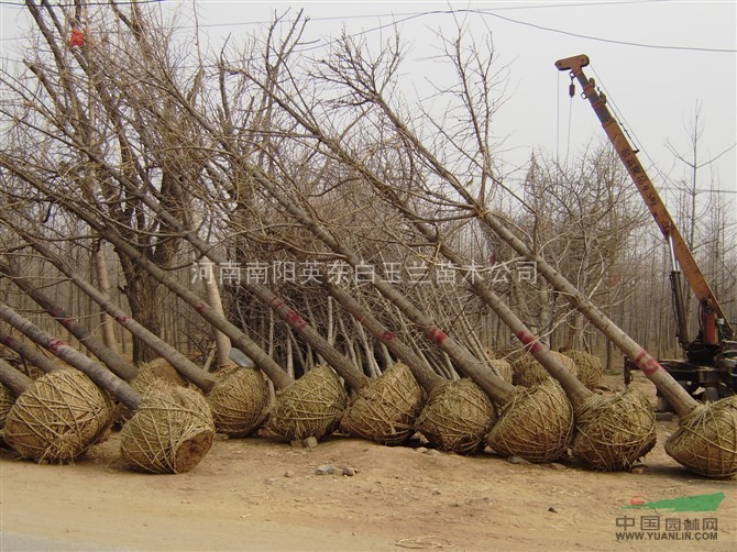 五角楓，河南白玉蘭，廣玉蘭，紅玉蘭，欒樹，黃櫨，紫薇，杜仲，