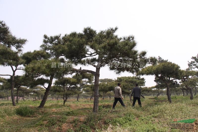 造型黑松