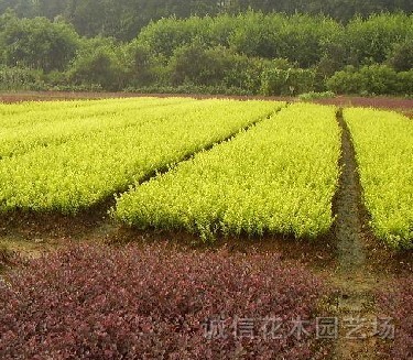 红叶小檗、金叶女贞、龙柏、黄杨、红叶石楠