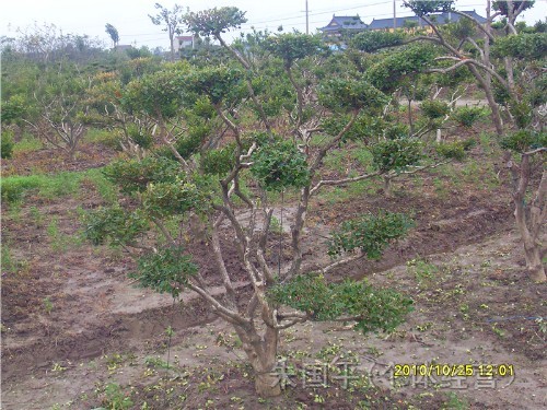 造型黄杨树,夹竹桃