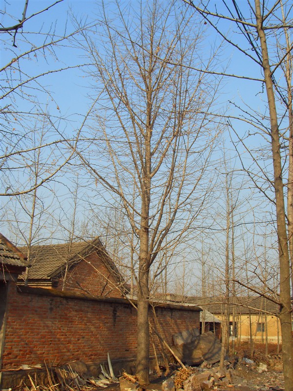 實(shí)生銀杏