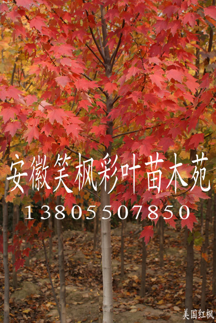美國(guó)紅楓等彩葉苗