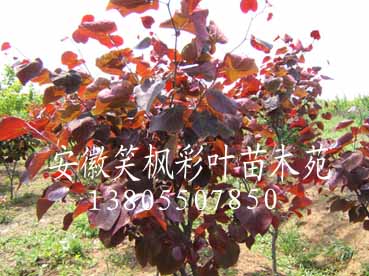 紫葉加拿大紫荊
