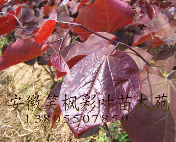 紫葉加拿大紫荊