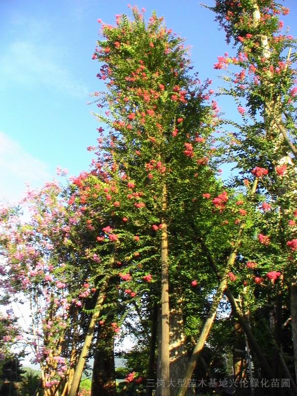 紅花紫微