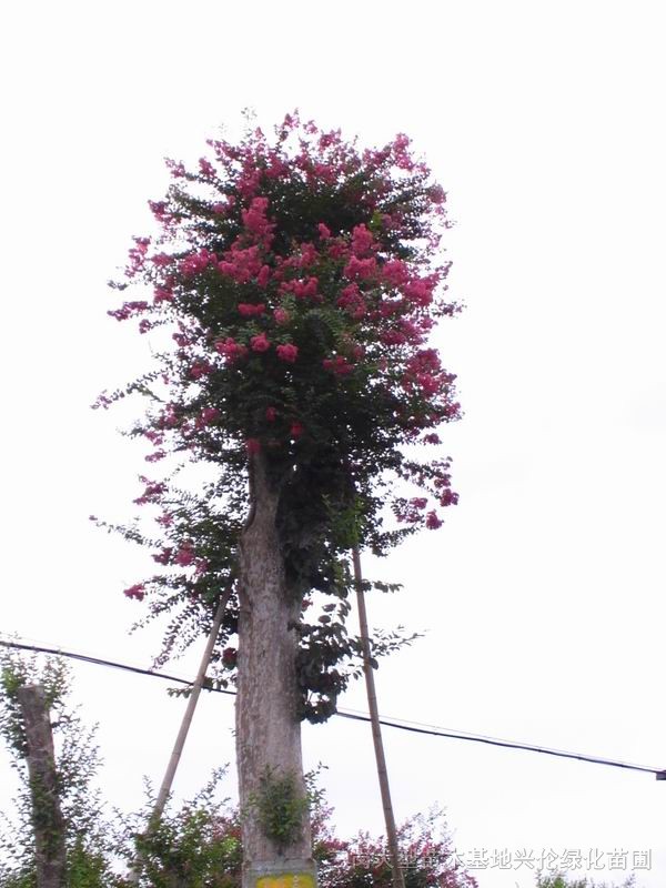 紅花紫微盆景