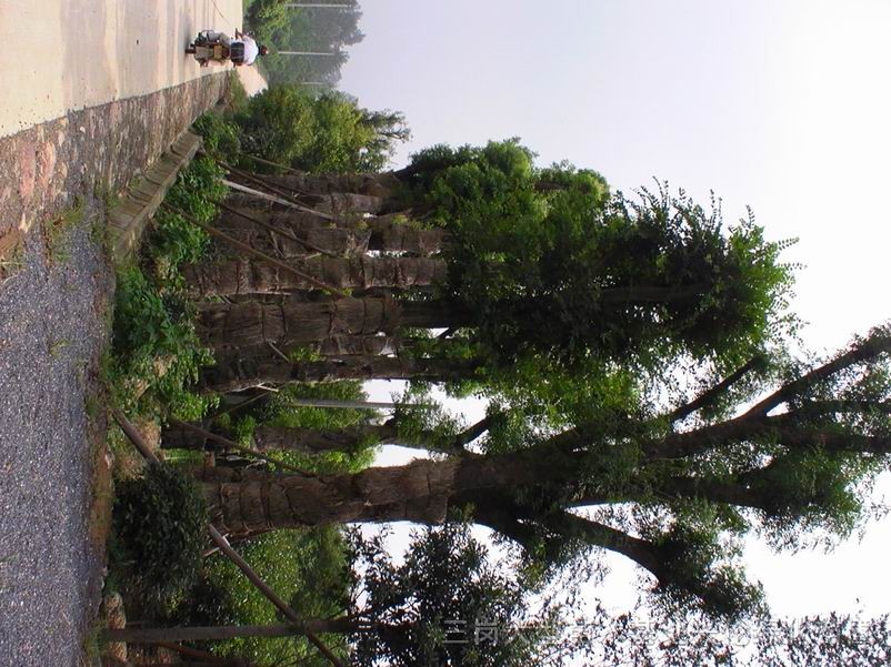 樸樹