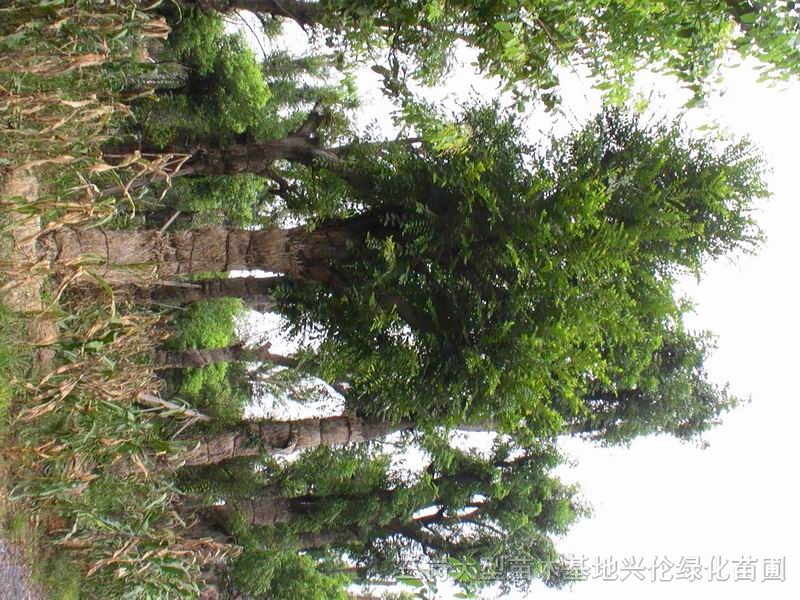樸樹