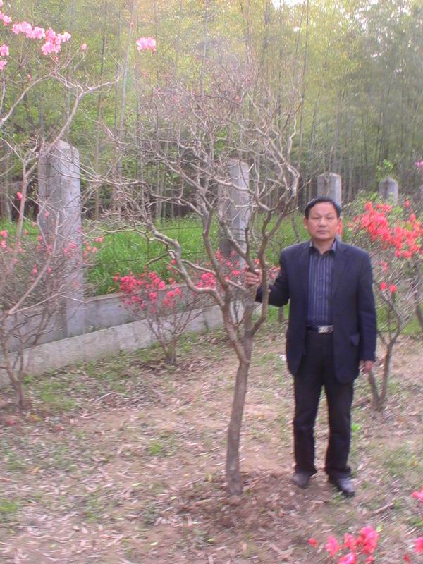 杜鵑