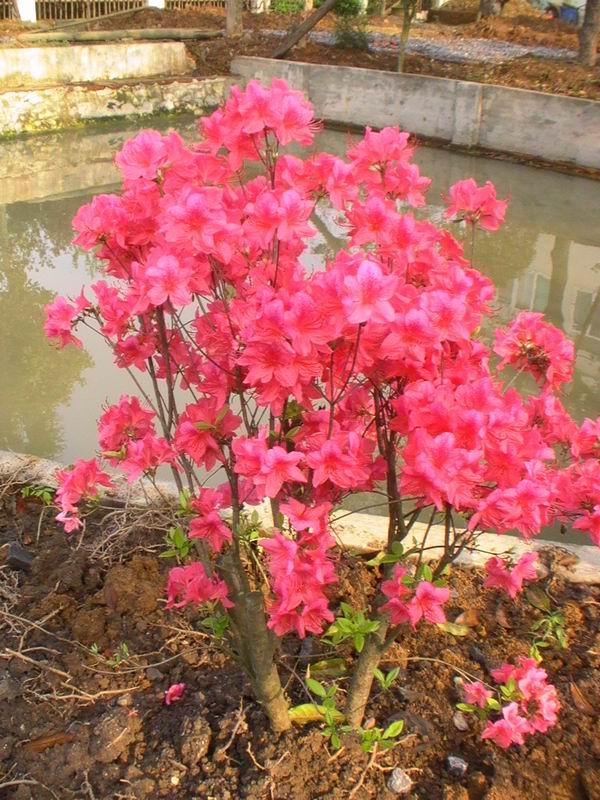 杜鵑
