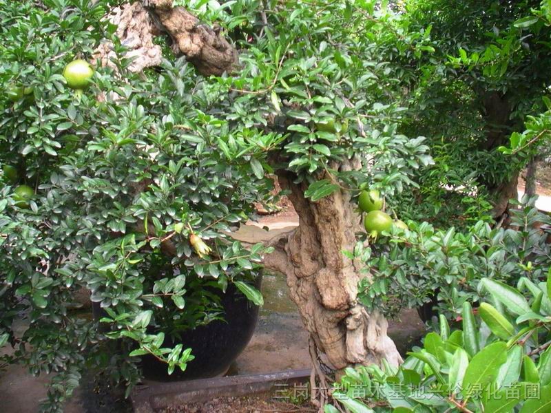 石榴