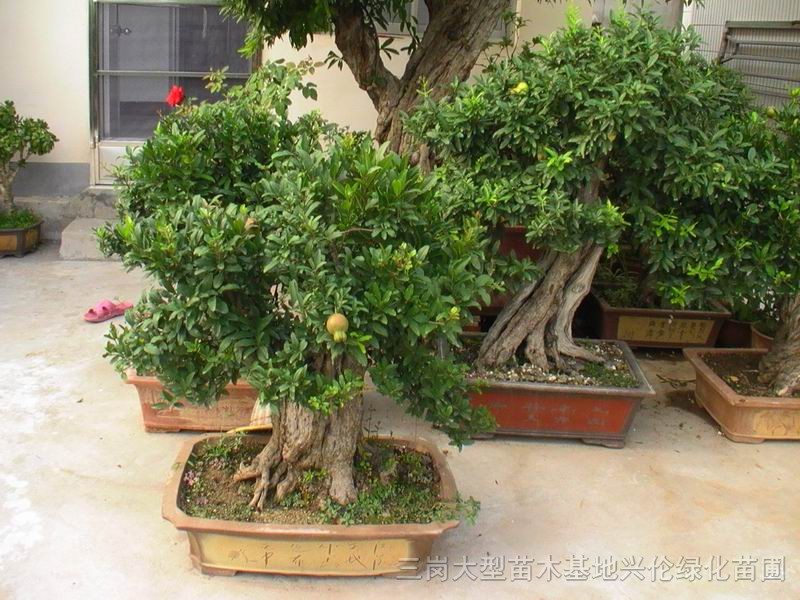 石榴