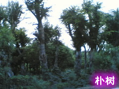 樸樹
