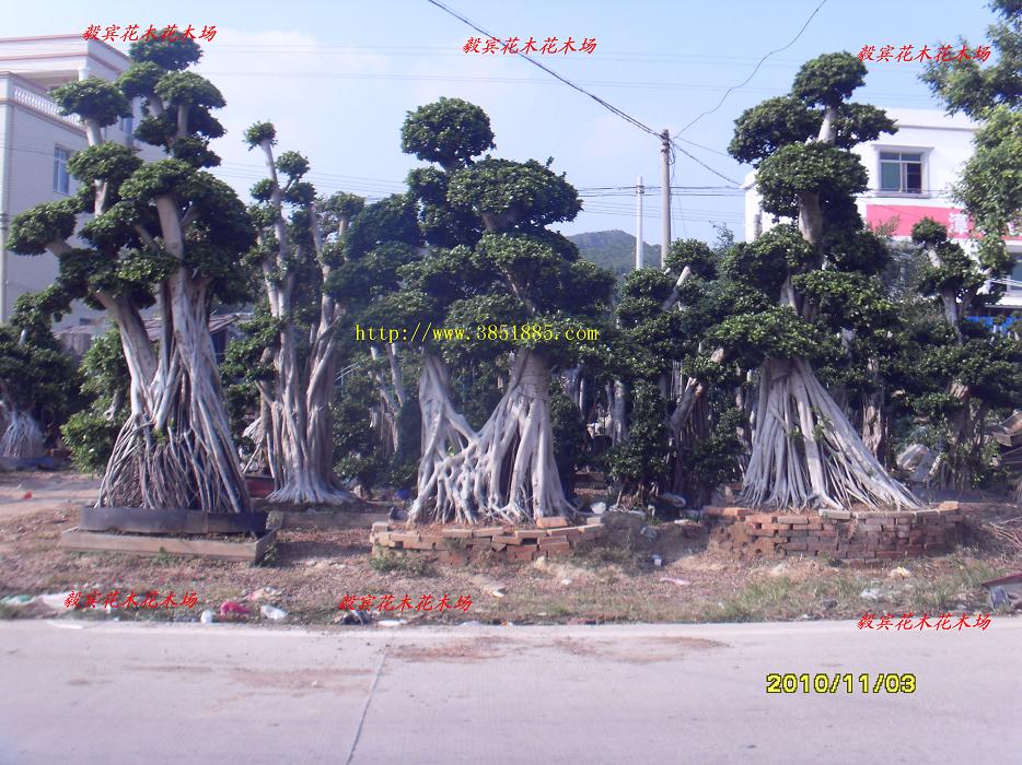 小葉榕