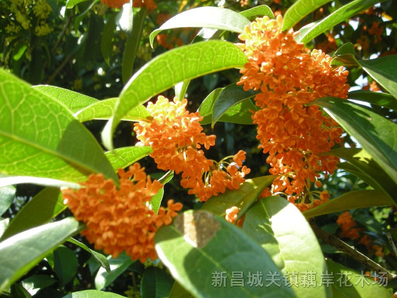 桂花，金桂