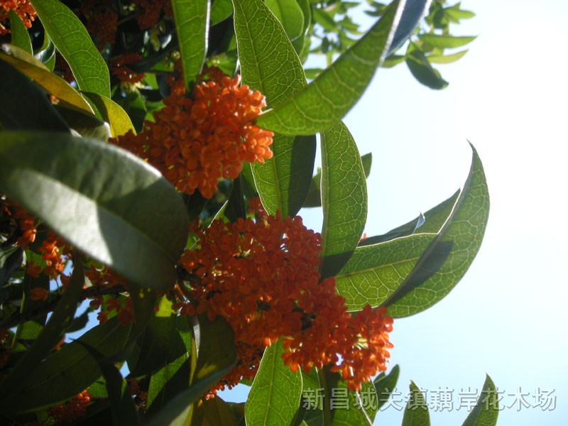 桂花，金桂