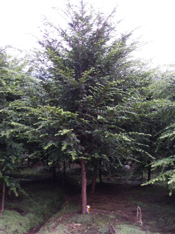 红豆杉大树