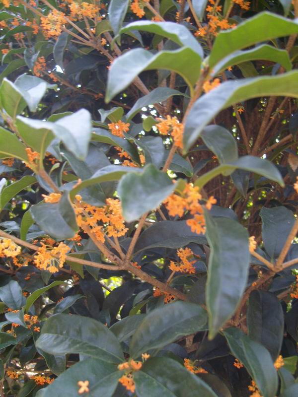 桂花