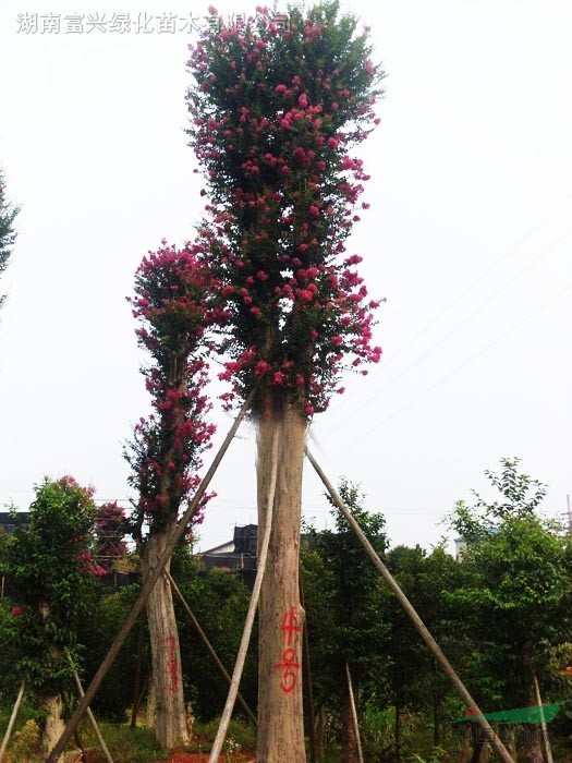 湖南香樟、桂花、杜英、黃山欒樹、廣玉蘭、紅豆杉、羅漢松、紫薇