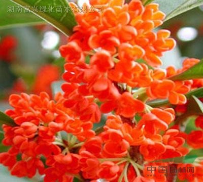 湖南香樟、桂花、杜英、黃山欒樹、廣玉蘭、紅豆杉、羅漢松、紫薇