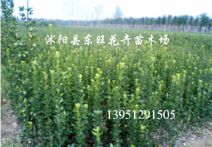 北海道黃楊