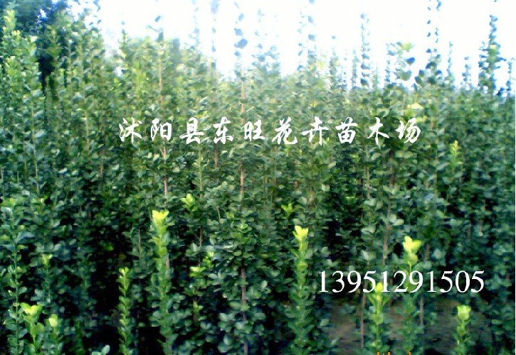 北海道黃楊