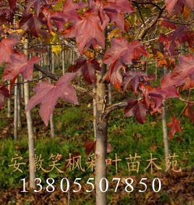 美國紅楓等彩葉苗