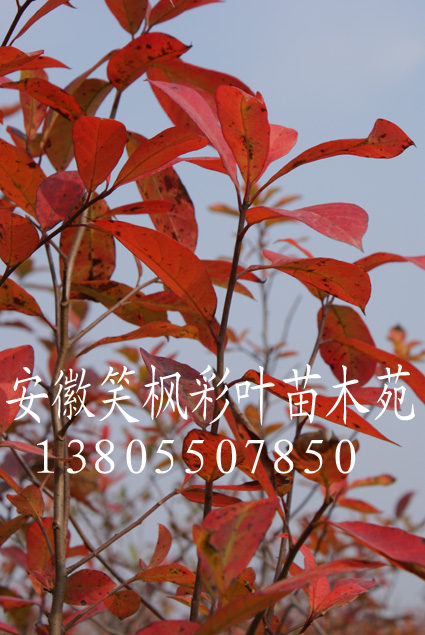 美國紅楓等彩葉苗
