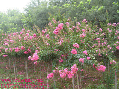 嫁接紫薇樁、原生紫薇、紅花紫薇盆景，百日紅，速生紫薇