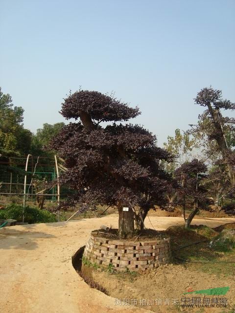 紅花繼木造型盆景