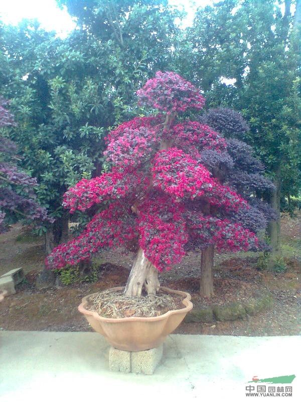 紅花繼木造型盆景