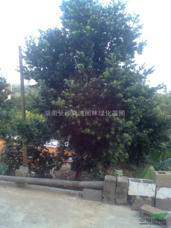 各種規(guī)格羅漢松實生苗