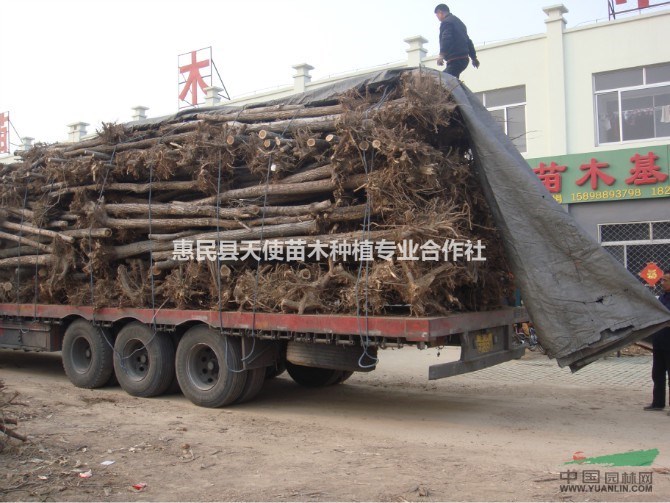 山東惠民供應(yīng)榆樹、榆樹基地