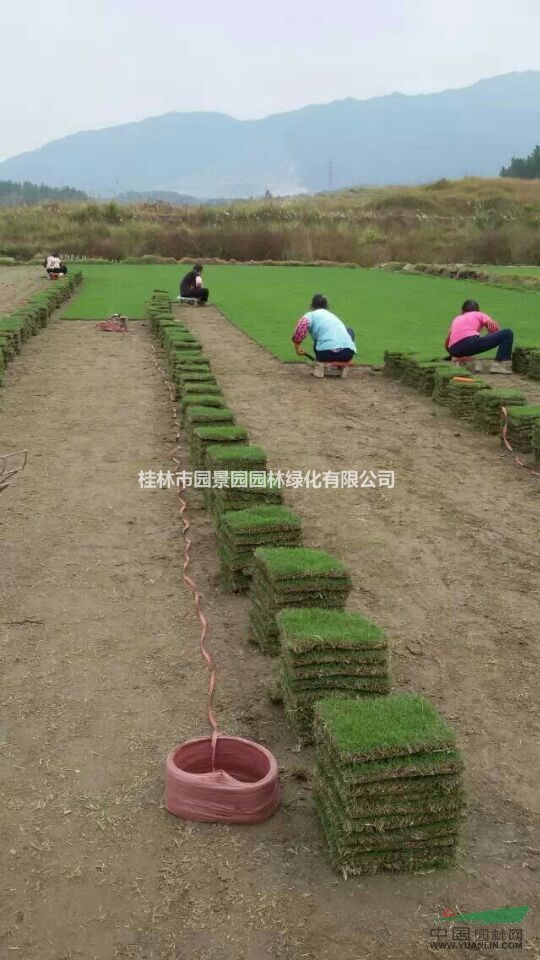 馬尼拉草,草皮,桂林草皮